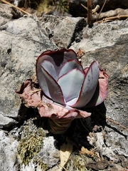 Echeveria rubromarginata