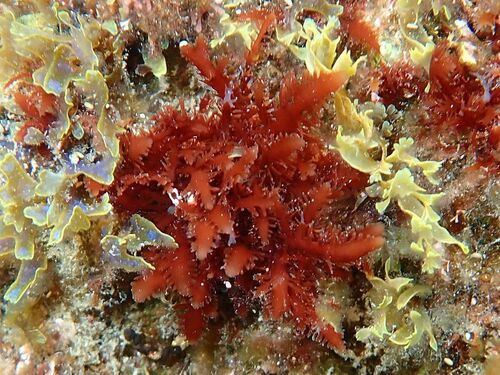 Gelidium spinosum observed 2026-03-22