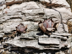 Echeveria rubromarginata