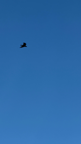 Common Raven
