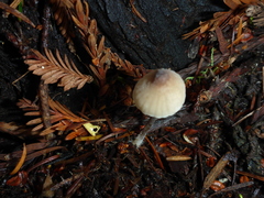 Mycena abramsii
