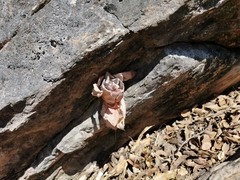 Echeveria rubromarginata