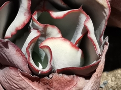 Echeveria rubromarginata