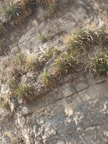 Guapilla (Hechtia glomerata)