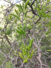 Achatocarpus praecox, photograph (c) Lucas Carbone, some rights reserved (CC BY)
