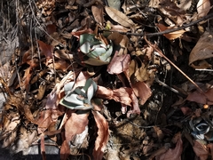 Echeveria rubromarginata