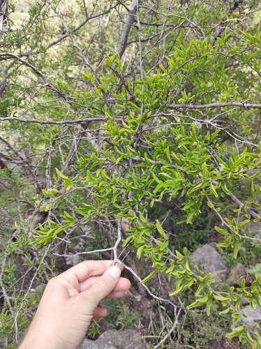 Achatocarpus praecox, photograph 4