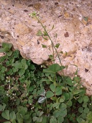Capsella bursa-pastoris