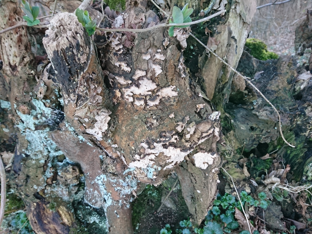 Stereum rugosum · March 2026 · photo: © jadekf (iNaturalist, cc0)