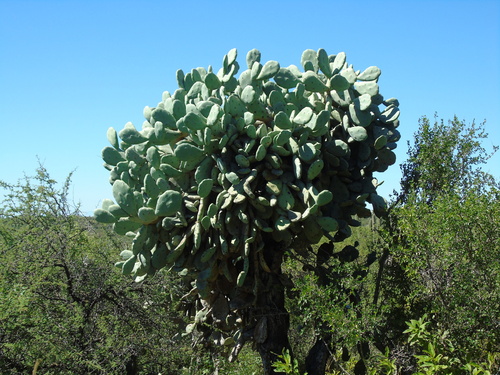 Opuntia quimilo, photograph 1