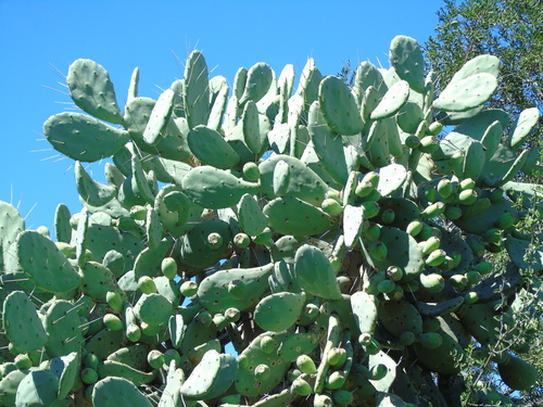 Quimilo (Opuntia quimilo)