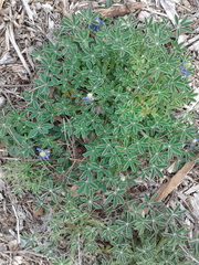 Lupinus texensis