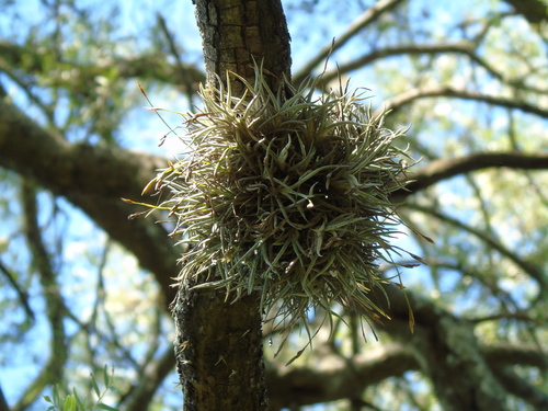 Tillandsia bandensis, photograph 2