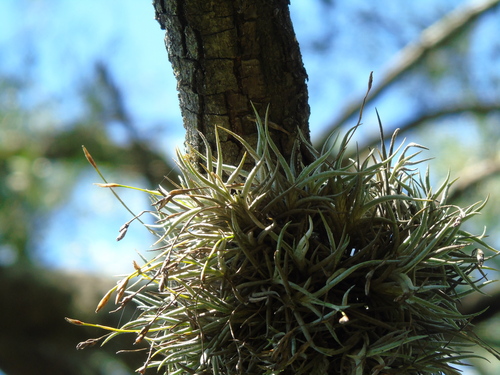Tillandsia bandensis, photograph 1