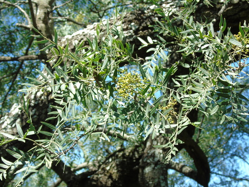 Red quebracho (Schinopsis lorentzii)