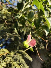 Serjania glabrata