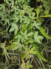 Passiflora tucumanensis, photograph (c) Lucas Carbone, some rights reserved (CC BY)