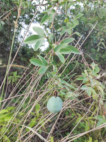 Passiflora tucumanensis, photograph 5