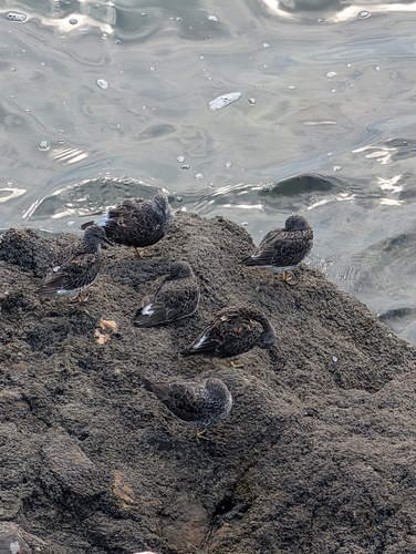 Rock Sandpiper (Calidris ptilocnemis), photo 5
