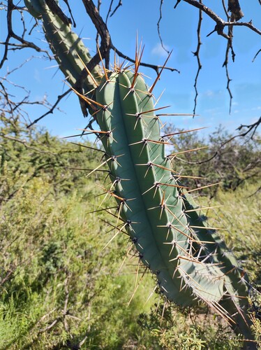 Cereus forbesii, photograph 6