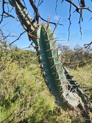 Cereus forbesii, photograph (c) Lucas Carbone, some rights reserved (CC BY)