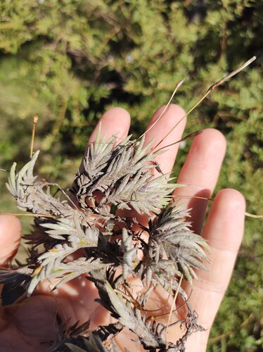 Tillandsia capillaris, photograph 5