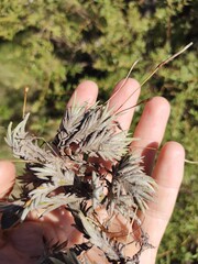Tillandsia capillaris, photograph (c) Lucas Carbone, some rights reserved (CC BY)