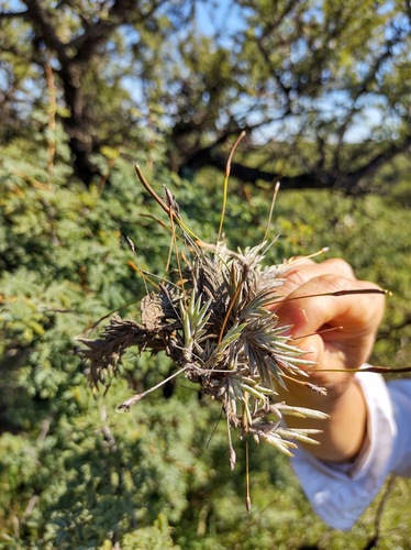Tillandsia capillaris, photograph 6