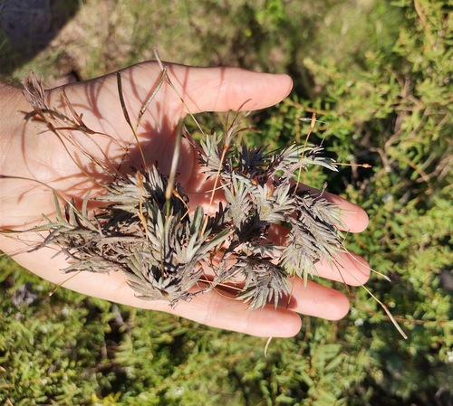 Tillandsia capillaris, photograph 4