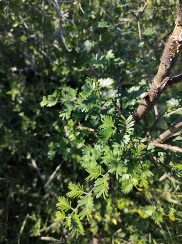 Porlieria microphylla, photograph 6