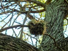 (c) Lucas Carbone, some rights reserved (CC BY) Tillandsia rectangula, photograph (c) Lucas Carbone, some rights reserved (CC BY)