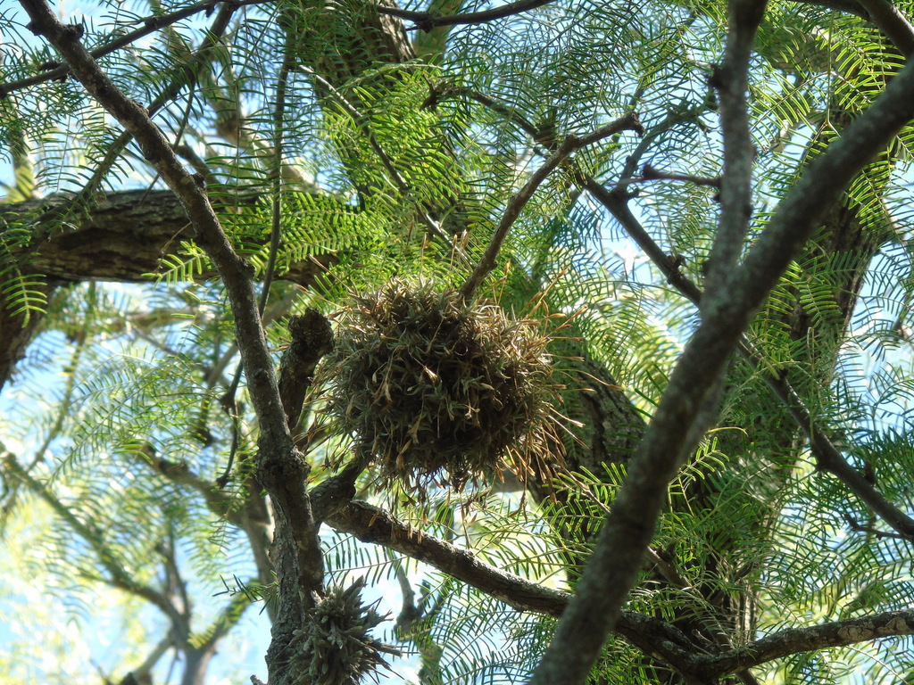 Tillandsia rectangula; photograph (c) Lucas Carbone, some rights reserved (CC BY)