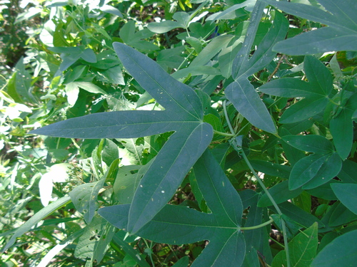 Passiflora tucumanensis, photograph 4