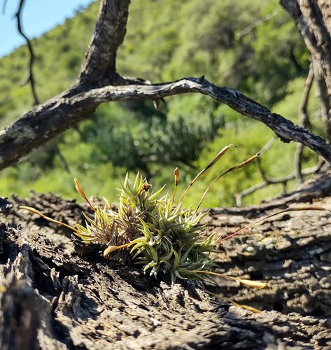 Tillandsia rectangula, photograph 1