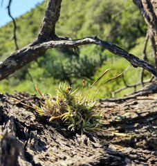 Tillandsia rectangula