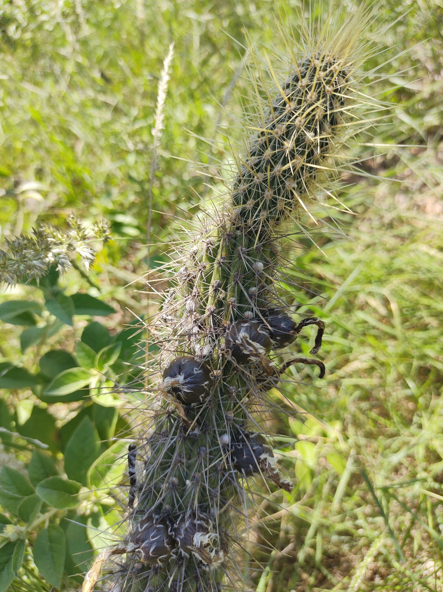 Chaco Torch Cactus (Cleistocactus baumannii)