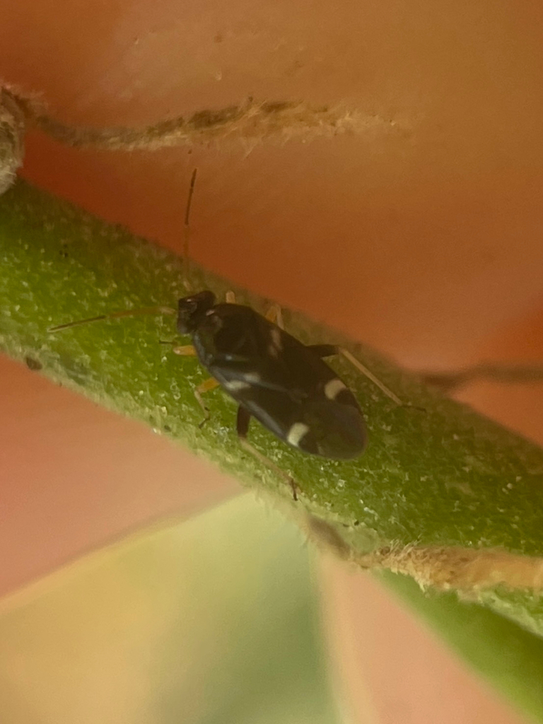 Tuxedo susansolomonae