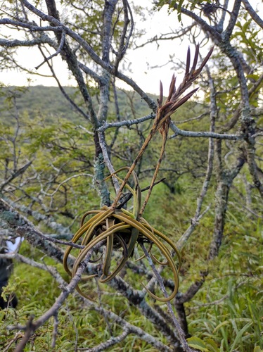 Lizard tail (Tillandsia duratii)