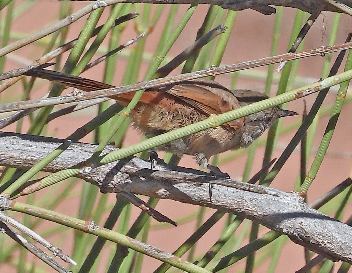 Sharp-billed Canastero (Asthenes pyrrholeuca), photo 2
