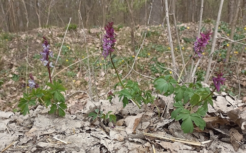 Hollowroot