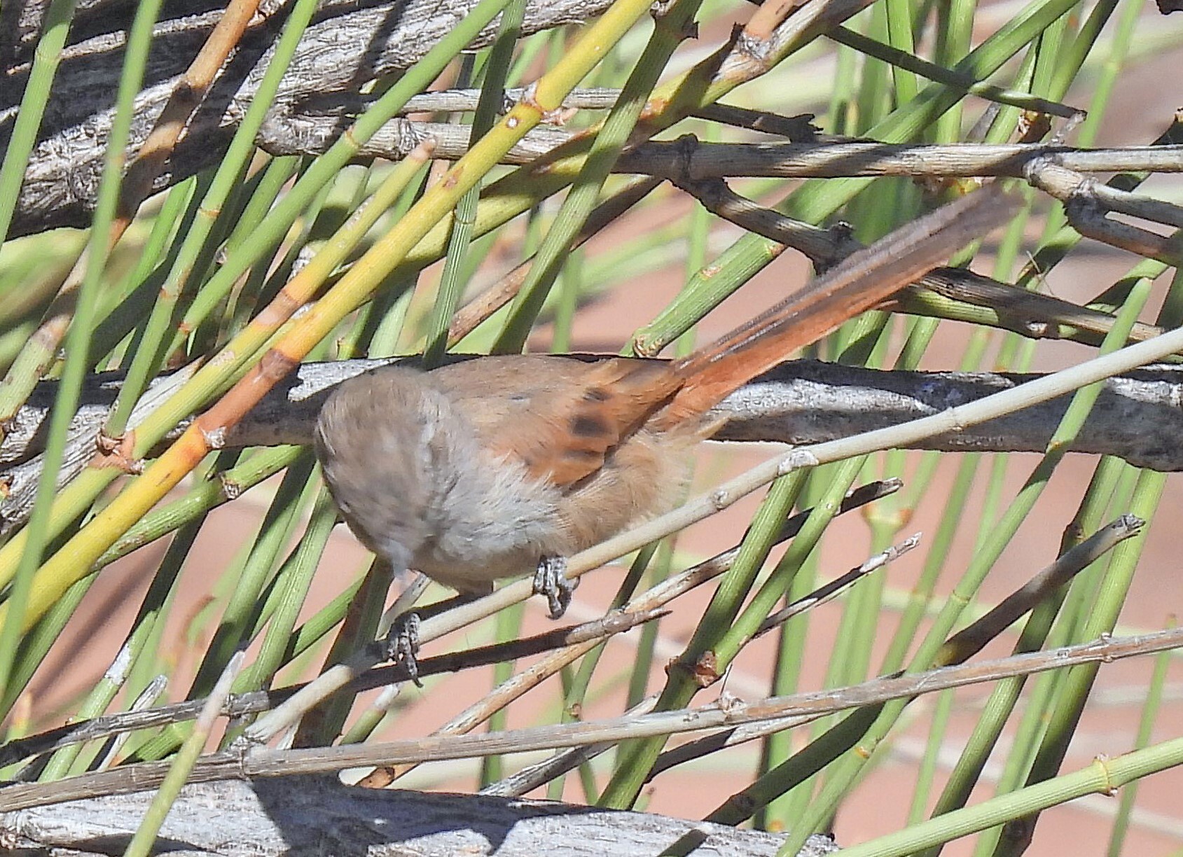 Sharp-billed Canastero (Asthenes pyrrholeuca), photo 3