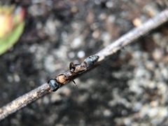 Pseudomyrmex gracilis
