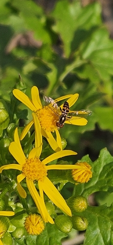Unknown species found near Canton, GA 30114, USA