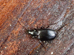 Platynus ovipennis
