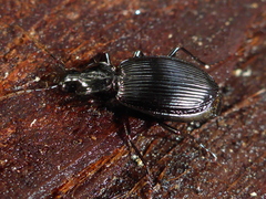 Platynus ovipennis