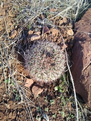 Pediocactus nigrispinus