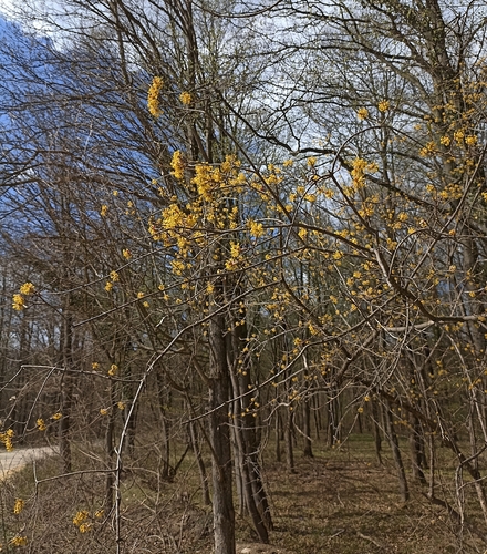 Cornelian cherry