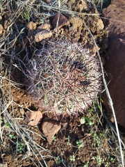 Pediocactus nigrispinus
