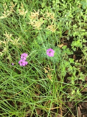 Glandularia aristigera