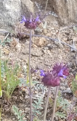 Salvia columbariae